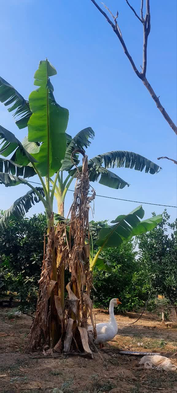 اجاره ویلا چهار خوابه  جنگلی مینو دشت - تصویر 2