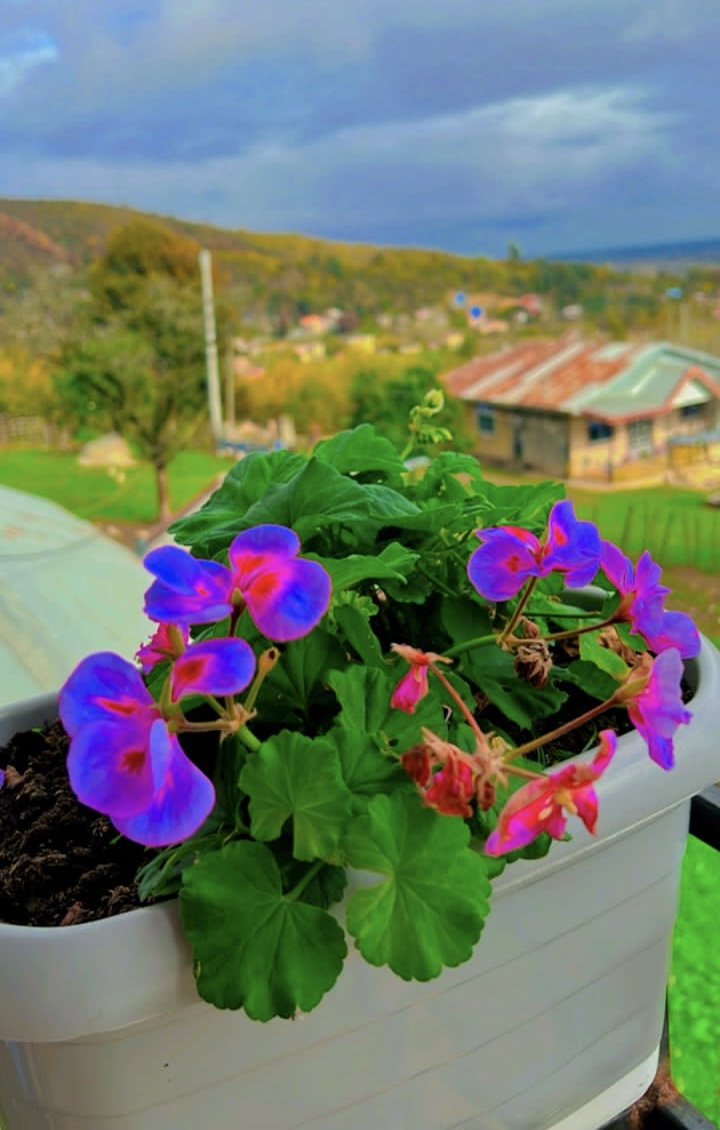 اجاره کلبه دو خوابه  جنگلی ماسال - تصویر 5