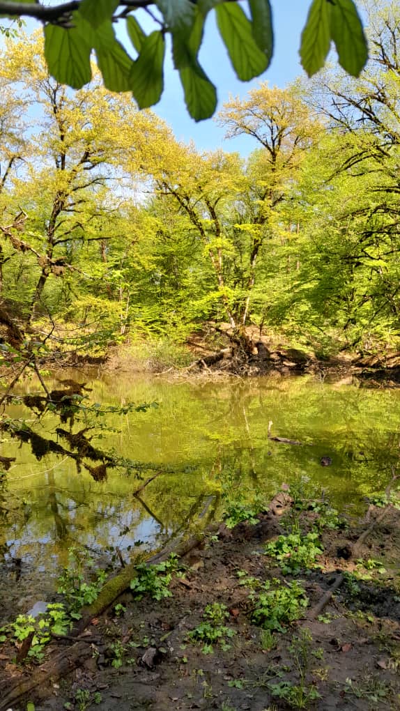 اجاره کلبه یک خوابه  جنگلی گرگان - تصویر 6